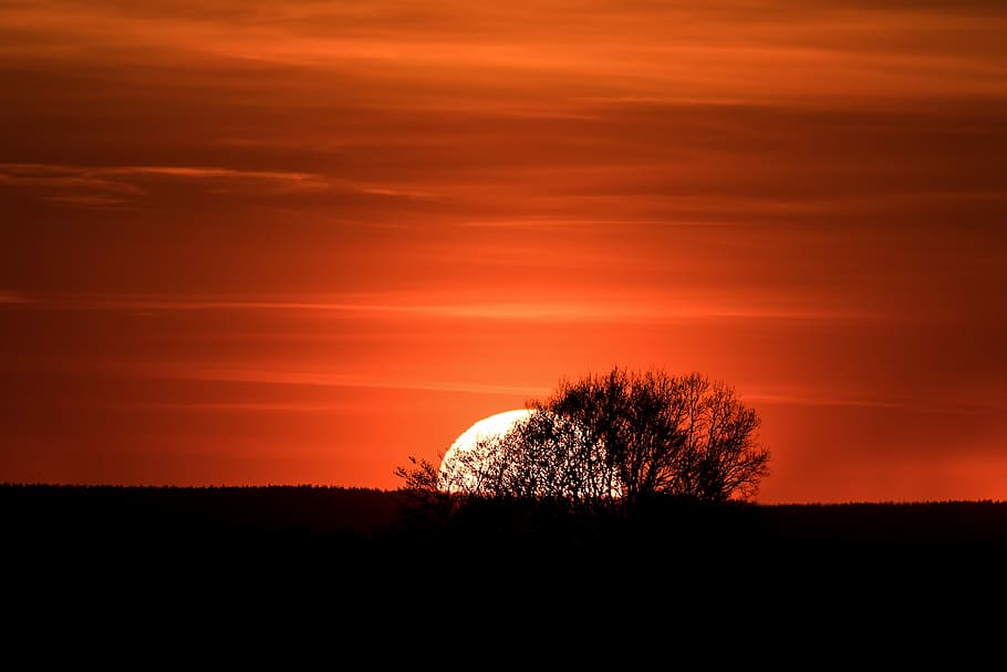 silhouette of tree during sunset, sky, setting sun, trees, evening sky HD wallpaper