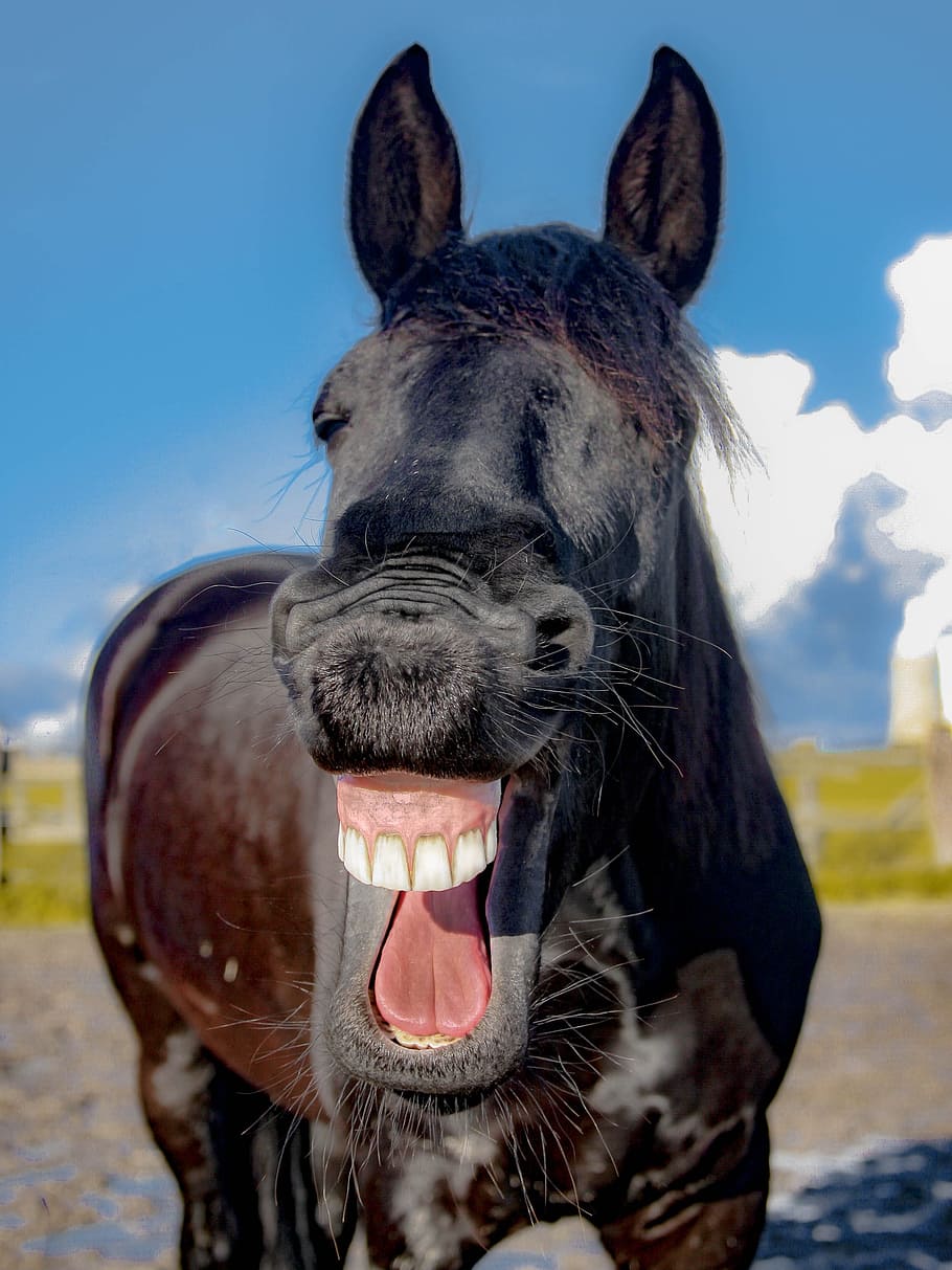 close up photograph of brown horse, mare, friese, laugh, yawn