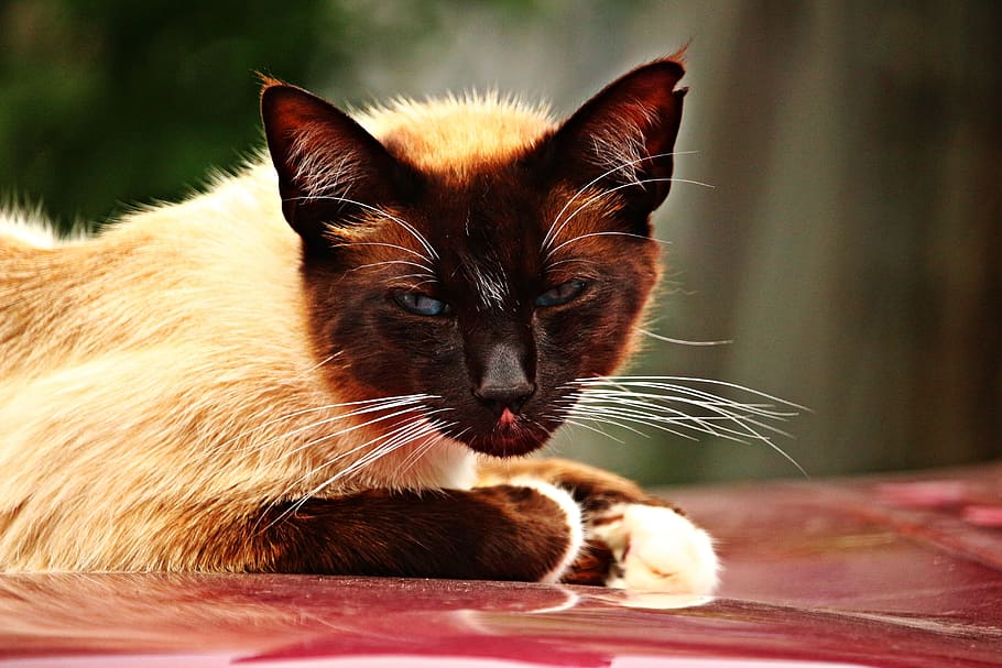 cat, mieze, kitten, siamese cat, breed cat, sheet, auto, animal HD wallpaper
