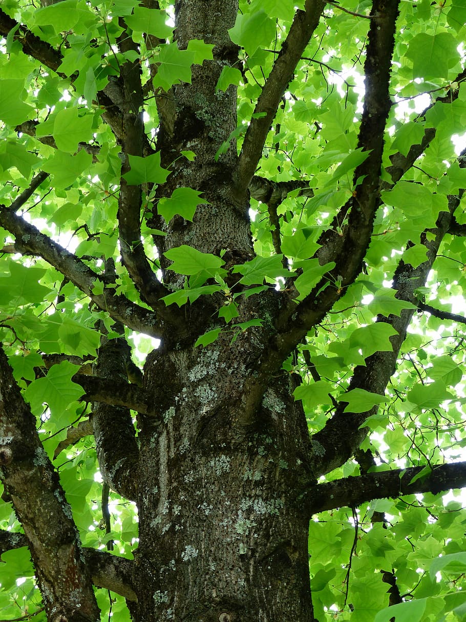 Tulip Tree, Tribe, Branches, liriodendron tulipifera, magnoliengewaechs HD wallpaper