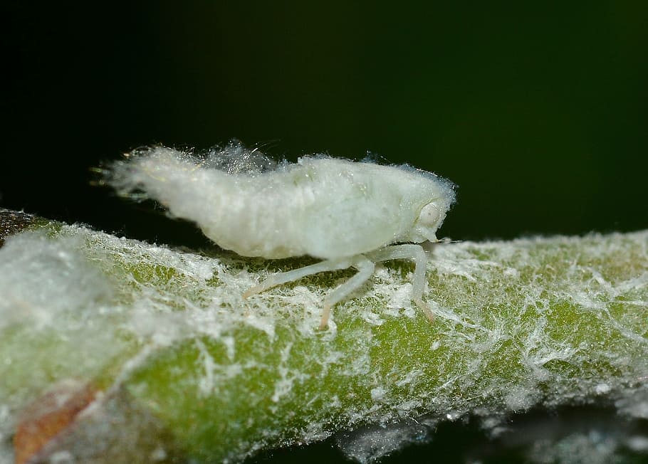insects, mectafa, white, nature, close-up, no people, studio shot HD wallpaper