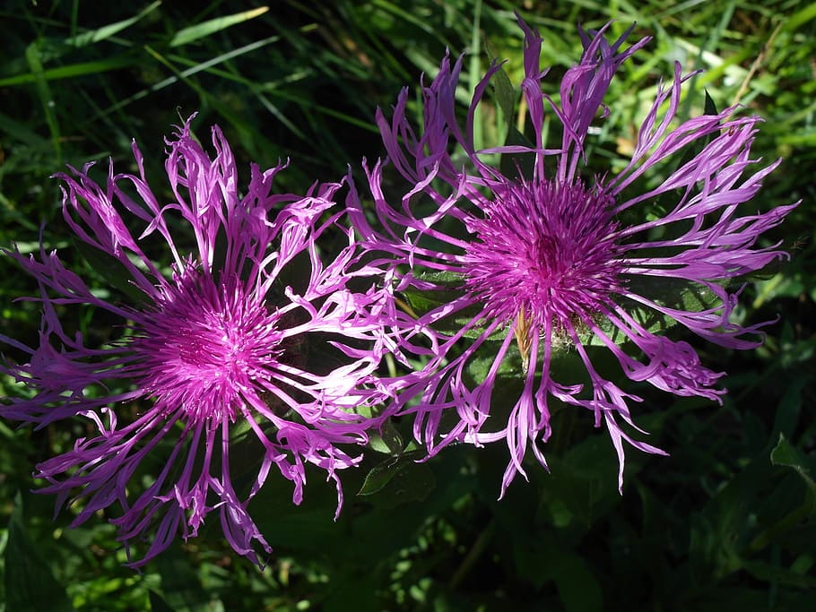 thistle, flora, flower, flowering plant, freshness, vulnerability HD wallpaper