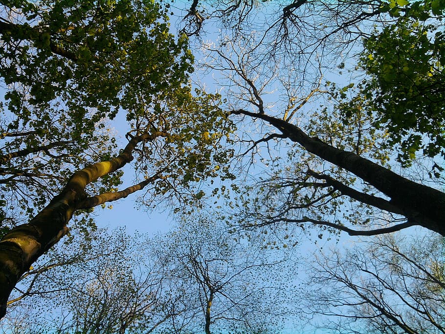 spring, trees, sky, forest, plant, low angle view, branch, growth HD wallpaper