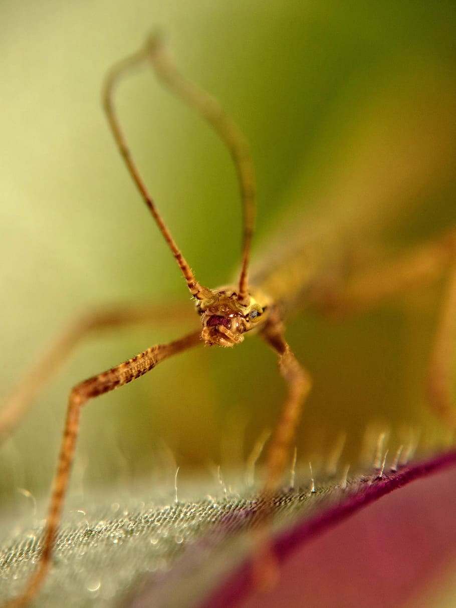 stick insect, antennae, deep, sharpness, macro, selective focus HD wallpaper