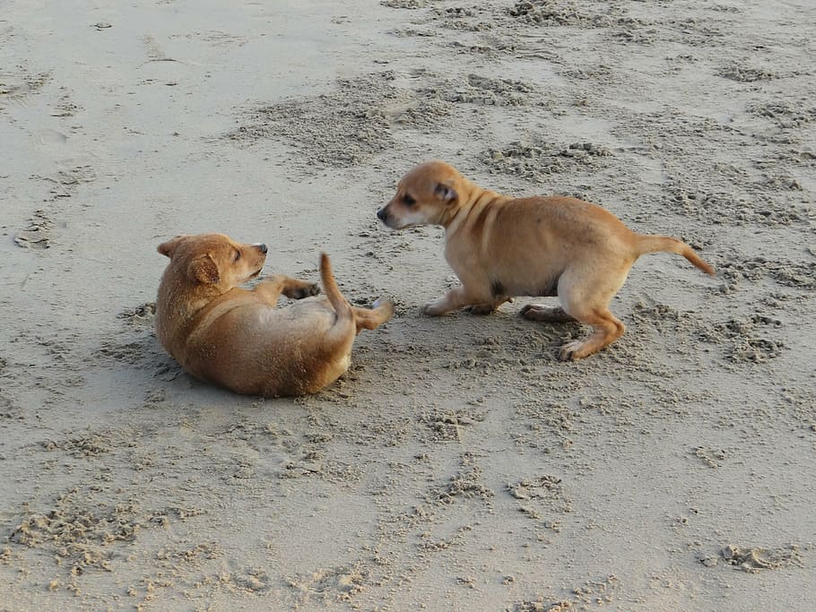 puppy, beach, sand, playing, pet, dog, animal, canine, cute HD wallpaper