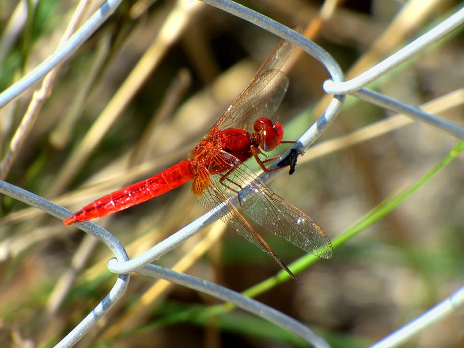 dragonfly, insect, red, fence, animal, natural, wildlife, animal wildlife HD wallpaper