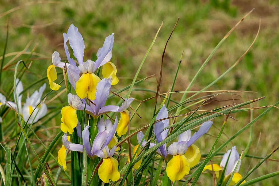 white and yellow petaled flowers in bloom, iris, blossom, three coloured HD wallpaper