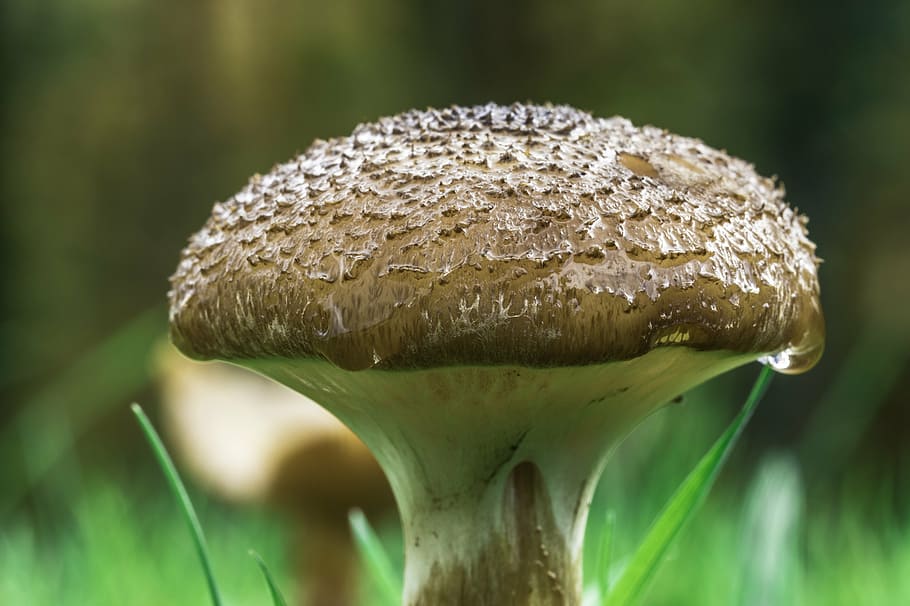 mushroom, fungi, toadstool, nature, edible, food, fresh, fungus HD wallpaper