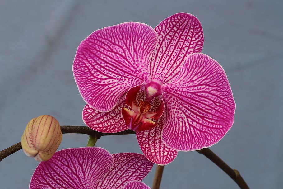 Orchid, Blossom, Bloom, Macro, Flora, flower, plant, nature HD wallpaper