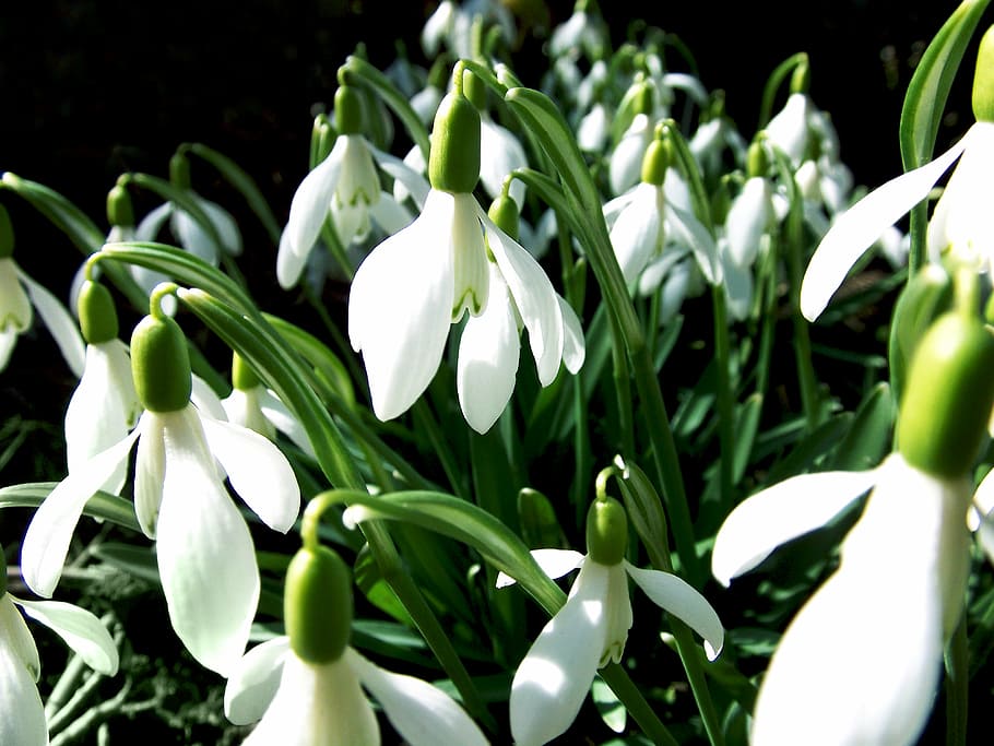 primrose, spring, flowers, white flowers, nature, the sky, country