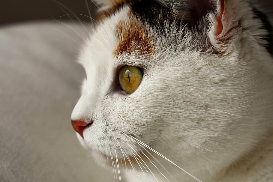 cat, animal, white, spotted, domestic cat, cat's eyes, pet HD wallpaper