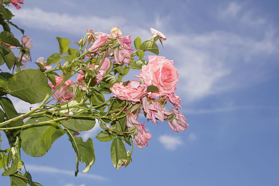 Blossom, Bloom, Close, rose, ramira, climbing rose, rosaceae, HD wallpaper