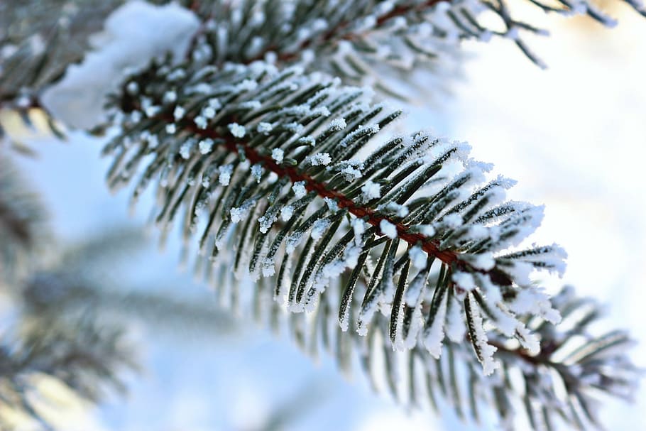 tree, winter, snow, frost, cold, cold temperature, ice, frozen HD wallpaper