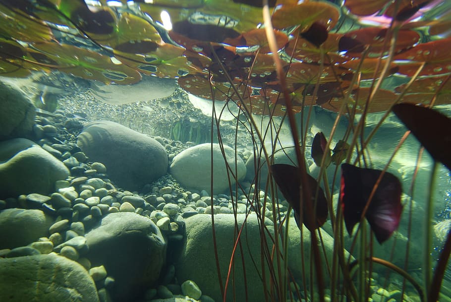 plants under water, Underwater, Photography, Pond, pond plants, HD wallpaper