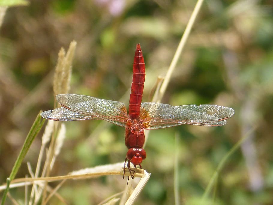 red dragonfly, insect, macro, animal themes, one animal, animal wildlife HD wallpaper