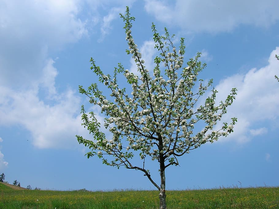 tree, blue, sky, summer, plant, cloud - sky, beauty in nature HD wallpaper