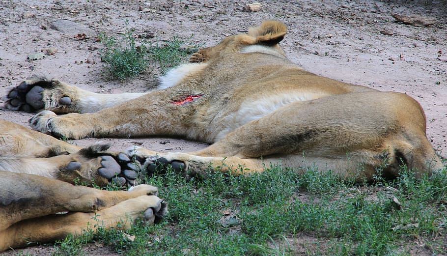 Animals, Lion, Predator, Zoo, lion females, lioness, injury HD wallpaper