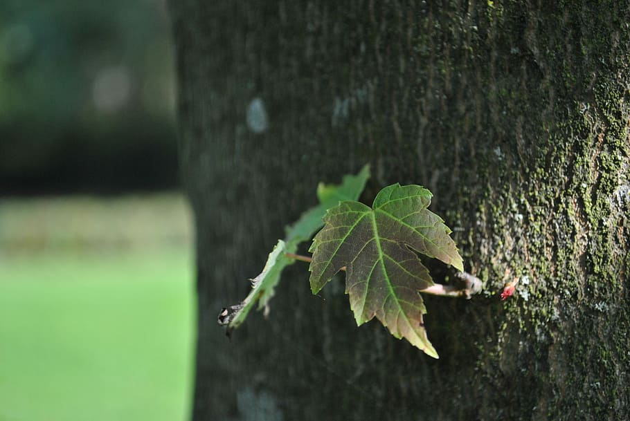 Leaf, Tree, Trunk, Wood, Nature, one animal, insect, animal themes HD wallpaper