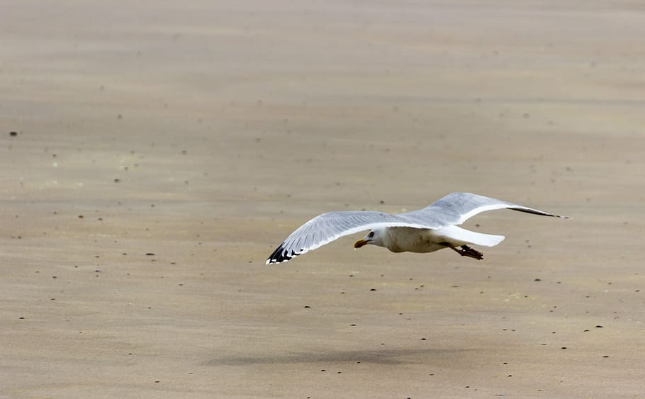 seagull, beach, fly, sand beach, bird, north sea, animal themes HD wallpaper