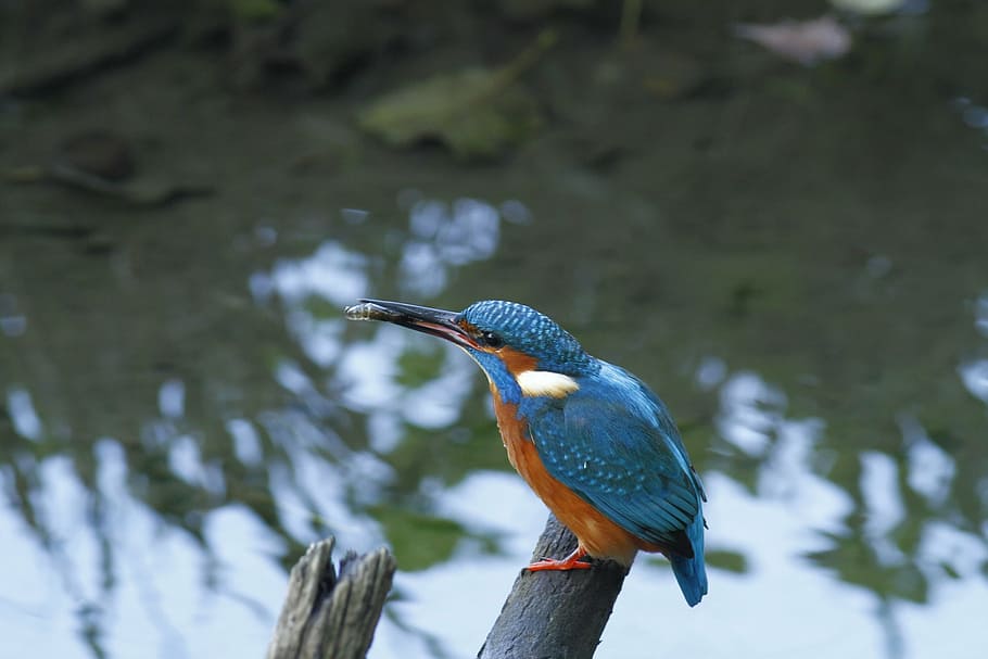 blue and brown bird on tree branch, kingfisher, wild, birdwatching HD wallpaper
