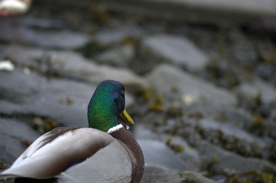 Duck, Ducks, Bird, Drake, Animal, animal portrait, water bird HD wallpaper
