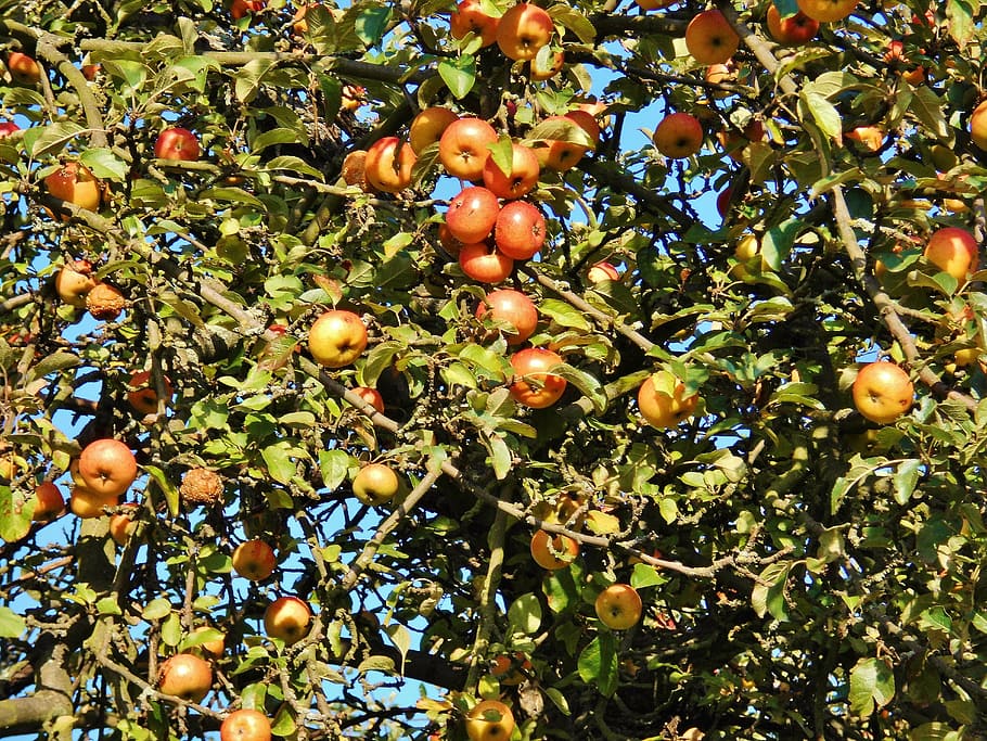 apple tree, apfelernte, october, fruit, autumn, fruit tree HD wallpaper