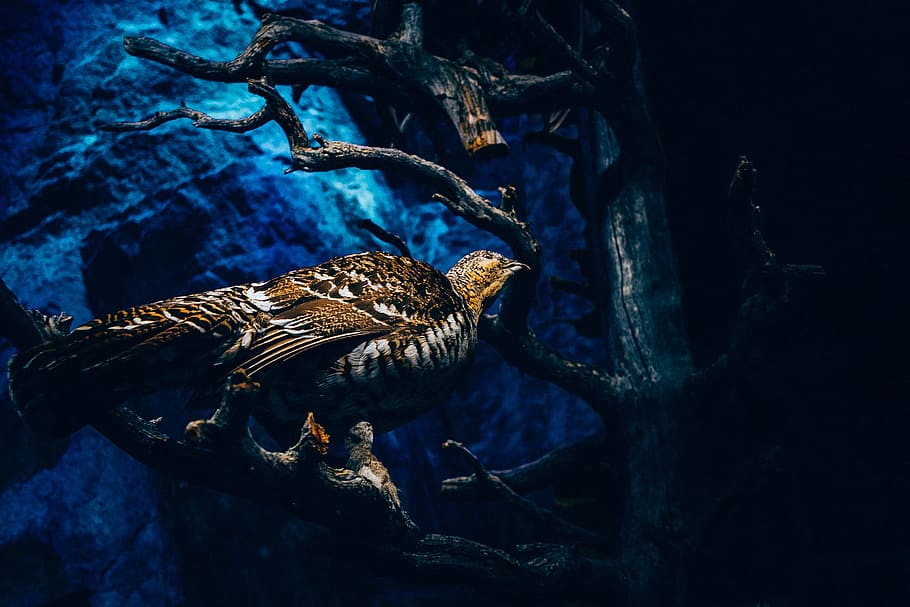 light, bird, ocean, animal, fly, outdoors, travel, tree, tree branches HD wallpaper