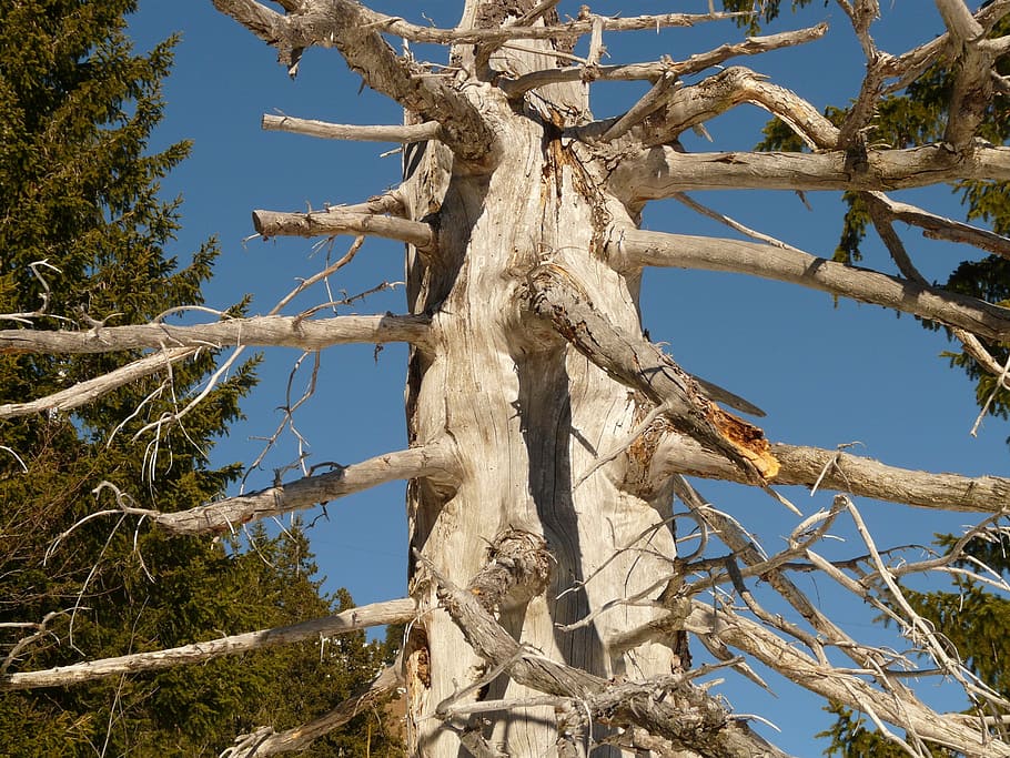 tree, log, wood, branch, branches, dead, bark, gnarled, firewood HD wallpaper
