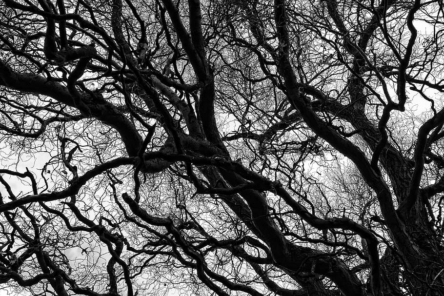 low-angle photography of bare tree at daytime, branch, bare branch HD wallpaper