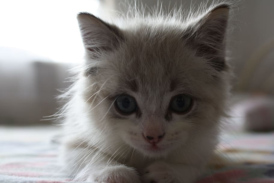 closeup photo of long-fur gray kitten, cat, feline, animal themes HD wallpaper