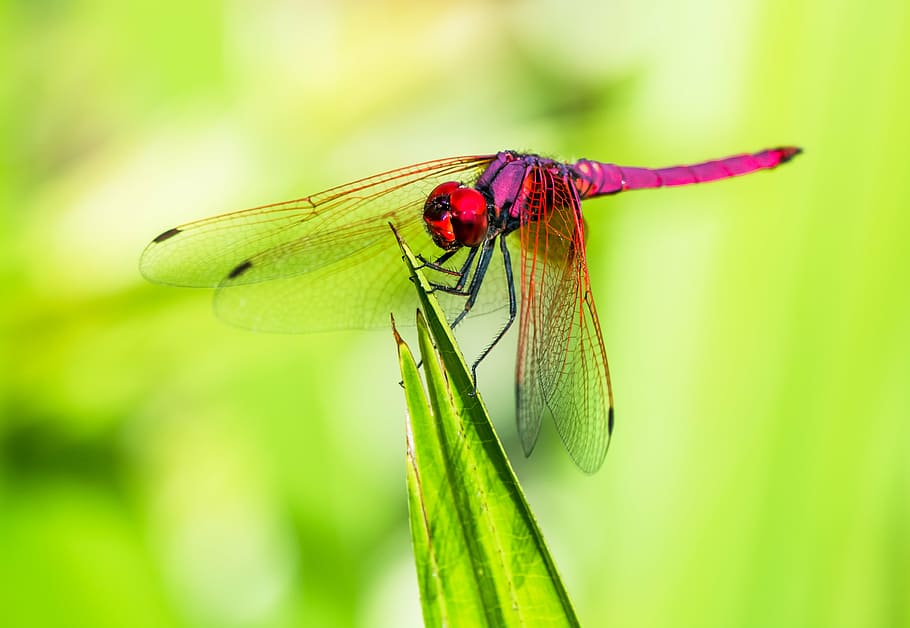 dragonfly, insect, close, nature, animal, animal Wing, close-up HD wallpaper