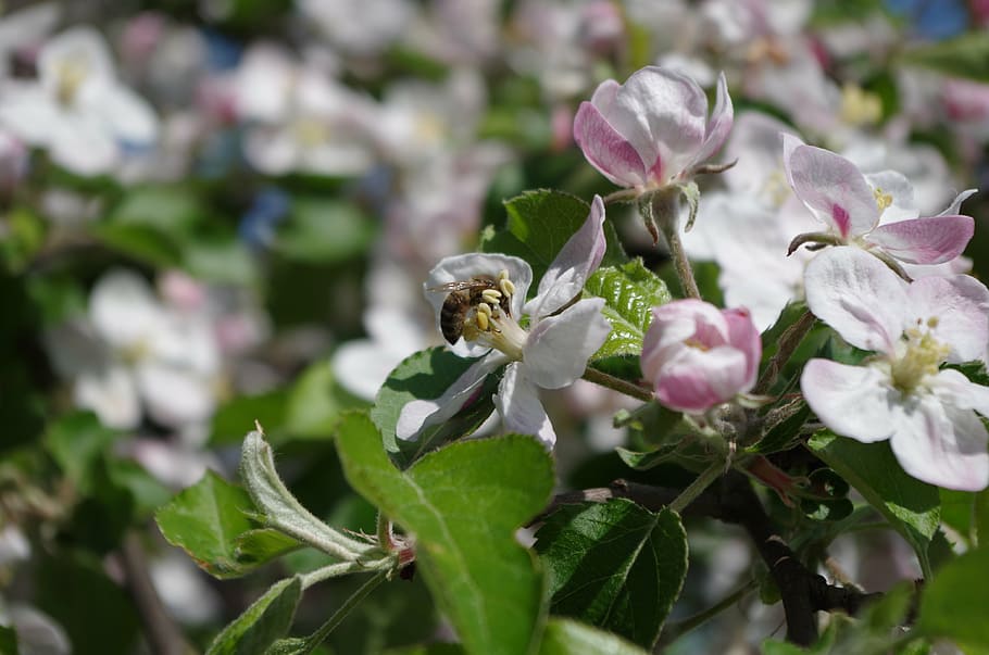 spring, blooming tree, nature, flower buds, flowering plant HD wallpaper