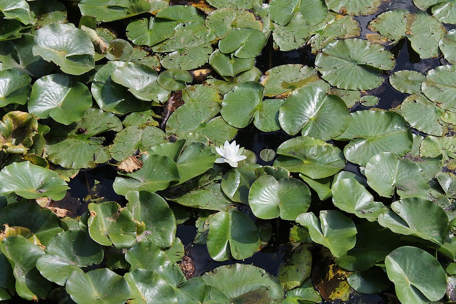 lilly, pad, flower, leaves, plant part, leaf, green color, growth HD wallpaper