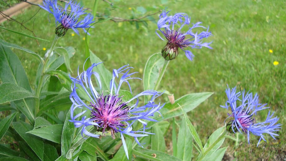 flower, blue, garden, plant, flowering plant, purple, freshness HD wallpaper