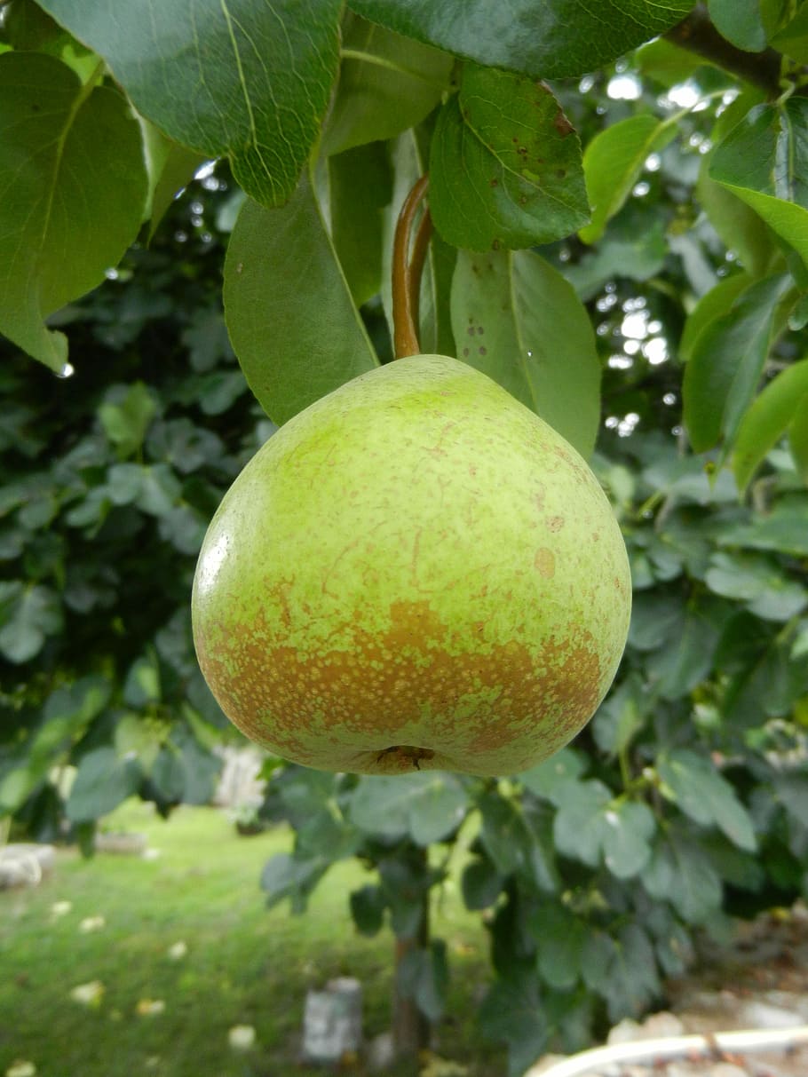Pear, Fruit, Orchard, food and drink, no people, freshness HD wallpaper