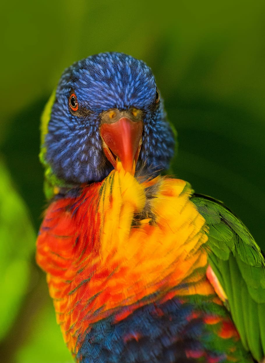 shallow focus photography of multicolored bird, parrot, rainbow HD wallpaper