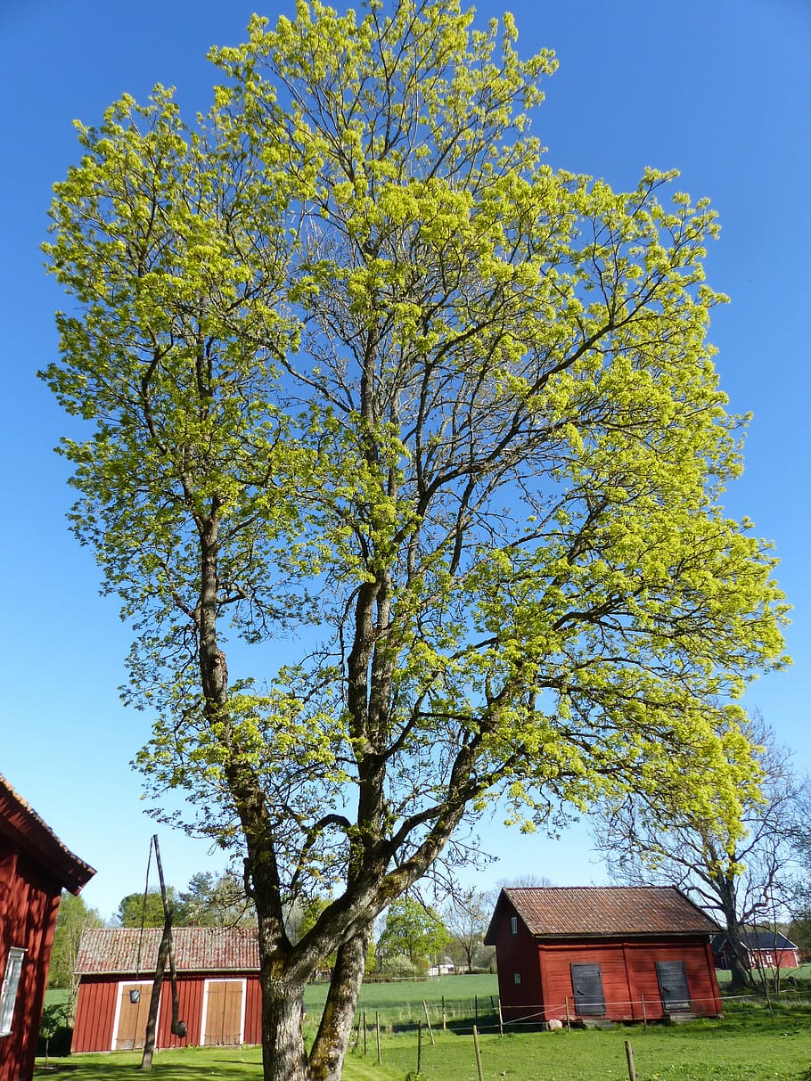 tree, house, sky, colors, spring, grass, countryside, architecture HD wallpaper