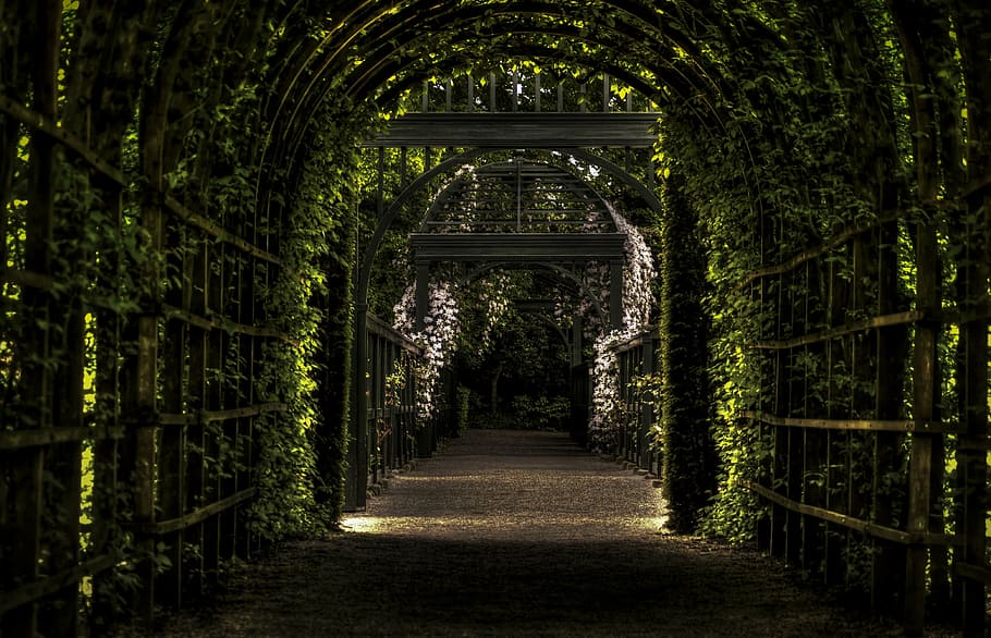 photo of plant pathway, prinsentuin, vines, garden, leaves HD wallpaper