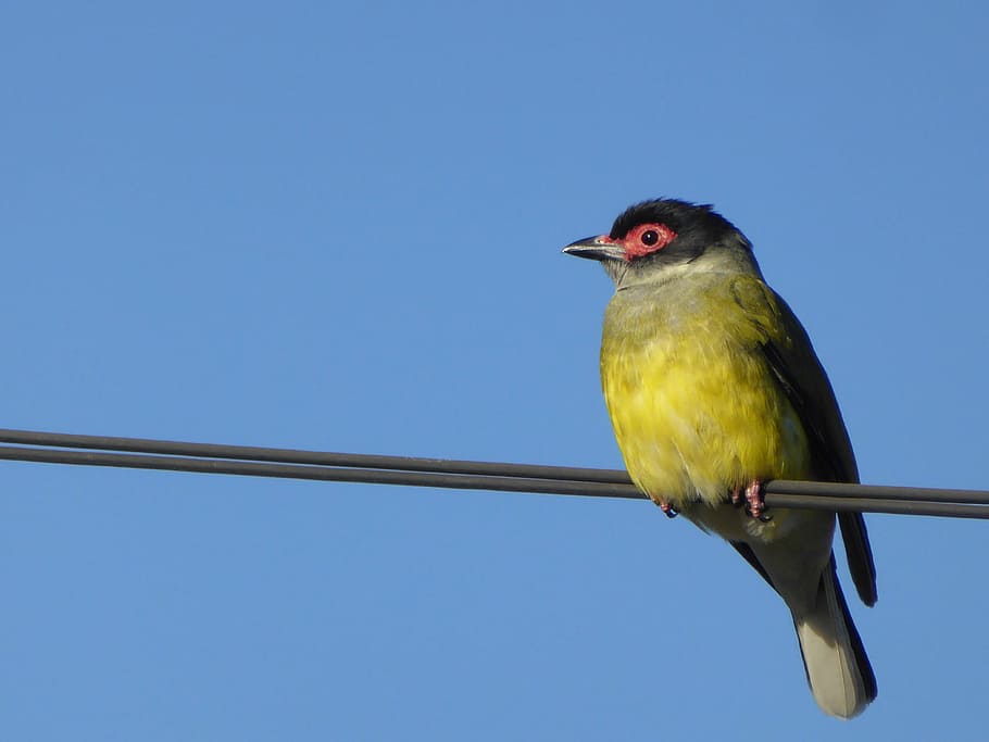 Figbird, Wire, Oriole, sphecotheres, yellow, australia, one animal, HD wallpaper