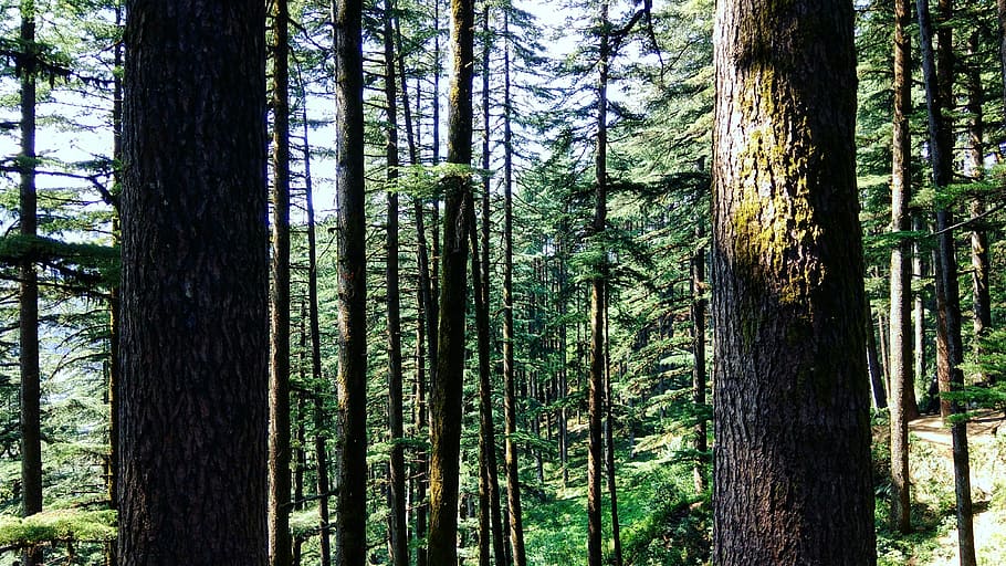 Forest, brown tree bark, moss, tree trunk, outdoor, green, mountain HD wallpaper