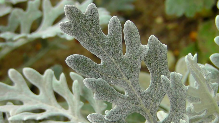 Silver Leaf, Tree, Plant, Leaves, tree plant, park plant, garden plant HD wallpaper