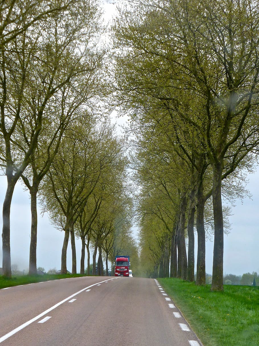 road, colonade, trees, distant, perspective, country, diminishing HD wallpaper