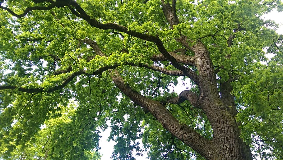 tree, oak, nature, old oak, bark, gnarled, deciduous tree, plant HD wallpaper