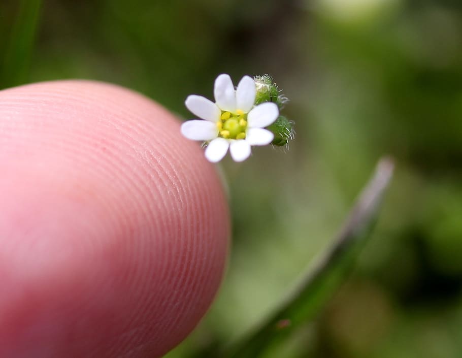 flower, white, small, wild, camp, flowering plant, human body part HD wallpaper