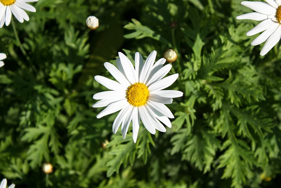 daisy, flower, spring, white, garden, grass, green, nature HD wallpaper