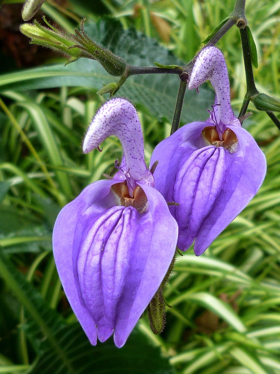 two, flowers, violet, garden, botany, nature, plant, orchid HD wallpaper