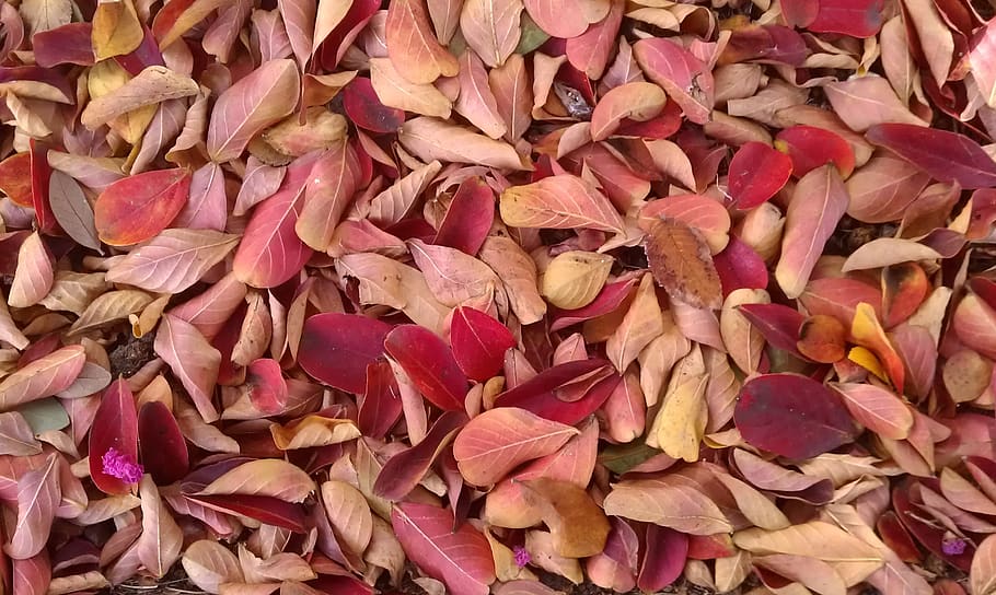 leaves, leaf, autumn, plant, trees, fall, natural, full frame HD wallpaper
