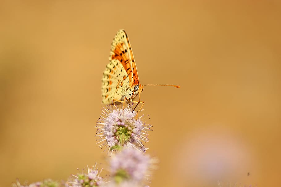 Butterfly, Flower, Insect, butterfly - insect, nature, no people HD wallpaper