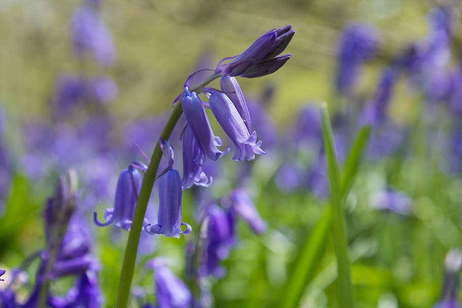 Bluebells, Woods, English, Spring, woodland, countryside, nature, HD wallpaper