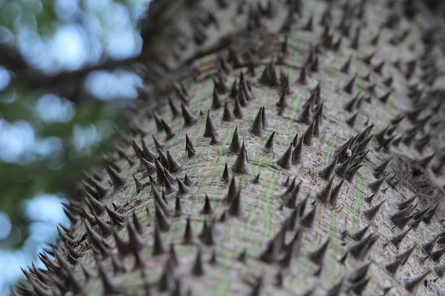 tree, trunk, thorns, cotton, nature, plant, stem, green, close-up HD wallpaper